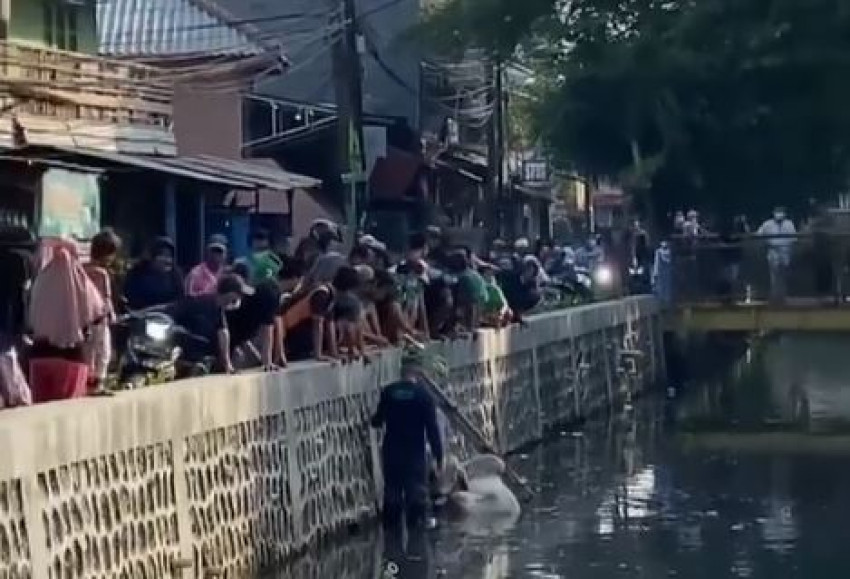 Hendak Disembelih, Sapi Ini Pilih Terjun Bebas ke Saluran Air