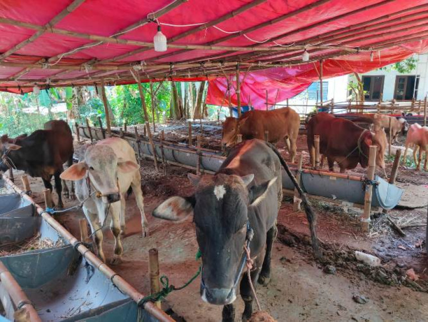 Keluarga Muslim China di Negeri Jiran Turut Berikan Hewan Qurban