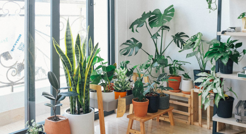 7 Tanaman Dekorasi Hadirkan  Sentuhan Alam dalam  Ruang
