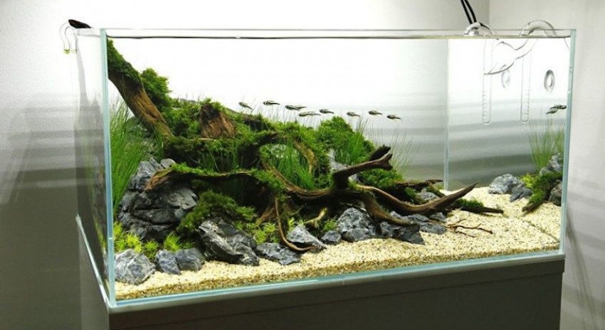 Aquascape untuk Pemula, Seni Menata Lansekap dalam Air