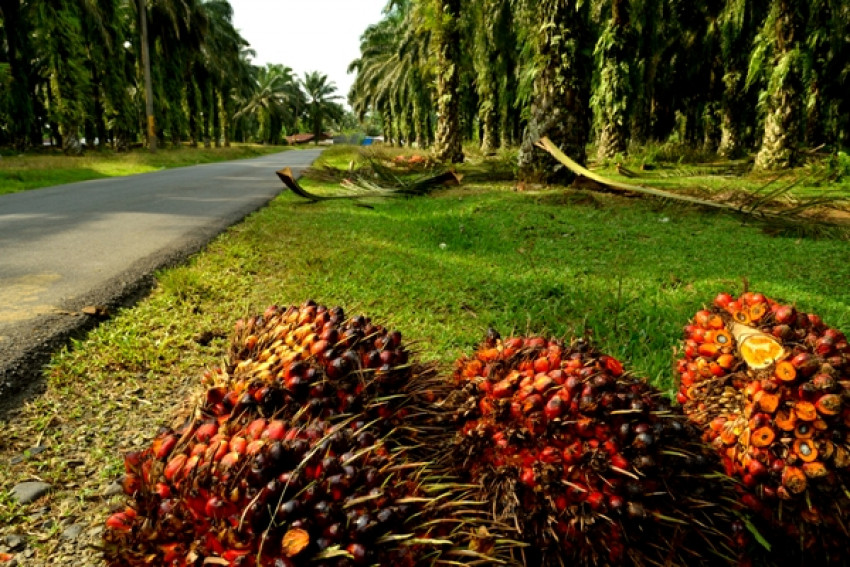 Kemenkeu Beri Pendampingan Petani Santri Olah Turunan Produk Sawit