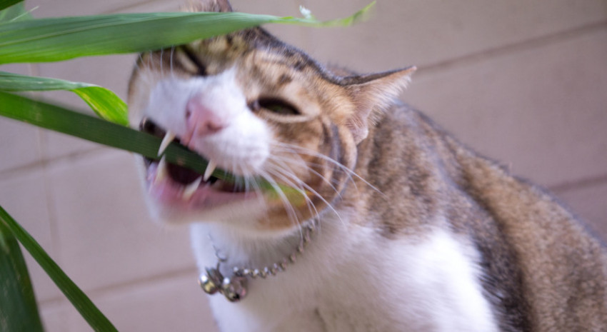 Waspadai, Ada Tanaman Hias Beracun bagi Si Pus Kesayangan