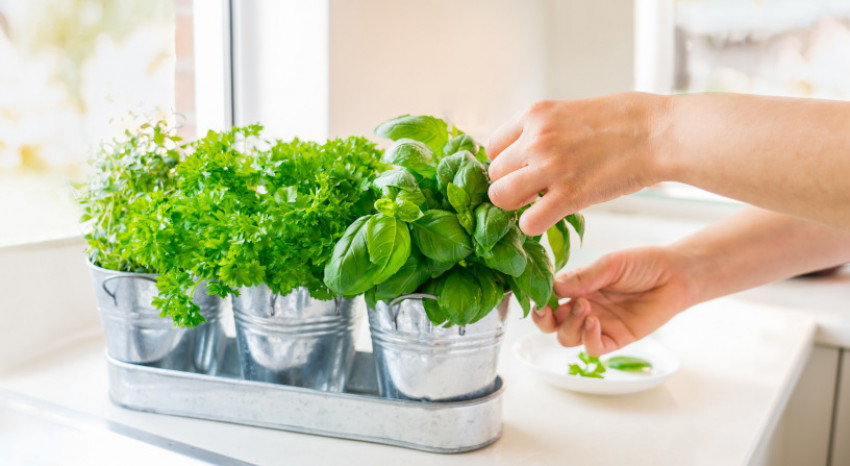 Tumbuhan Herbal Penggugah Selera untuk Taman Mungil di Dapur