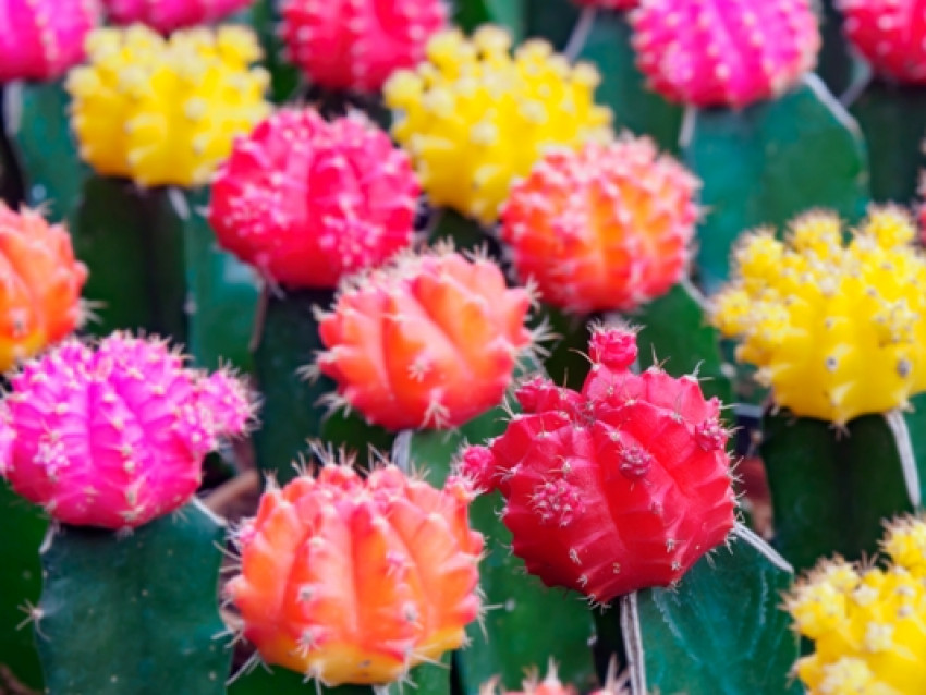 Awalnya untuk Koleksi, Kini Muslimah Asal Pelembang Sukses Bisnis Kaktus Hias