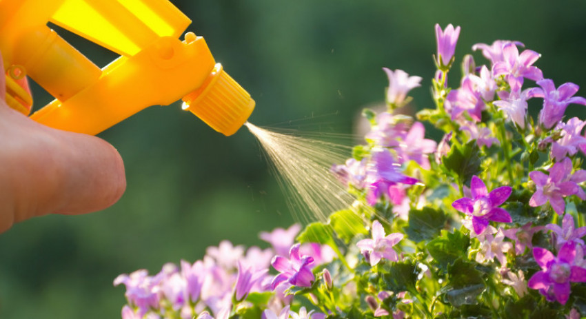 Ketahui Pemberian Pupuk Tanaman Hias agar Tumbuh Optimal