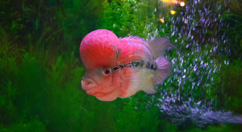 Hidup dari Louhan, Muslim Asal Bogor Sekolahkan Anak hingga S2