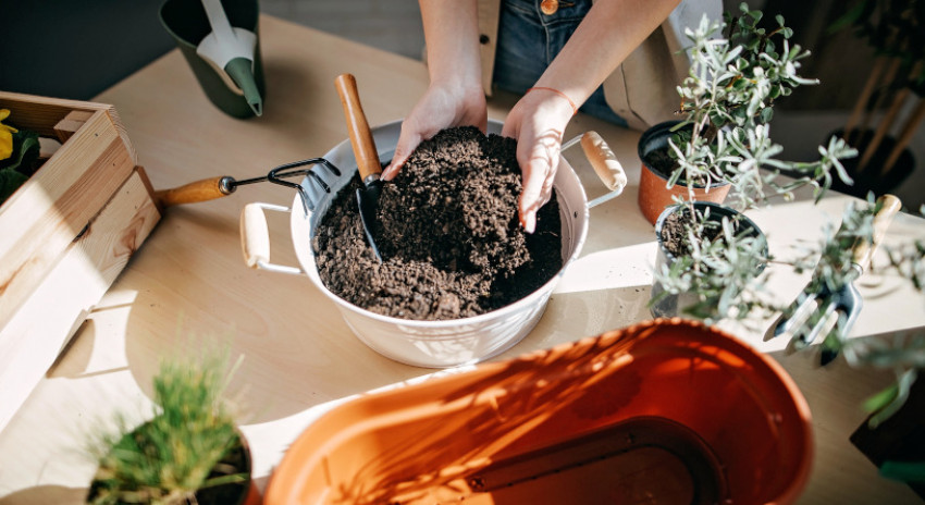 Tips Agar Tanaman Sayuran dalam Ruang Tumbuh Optimal