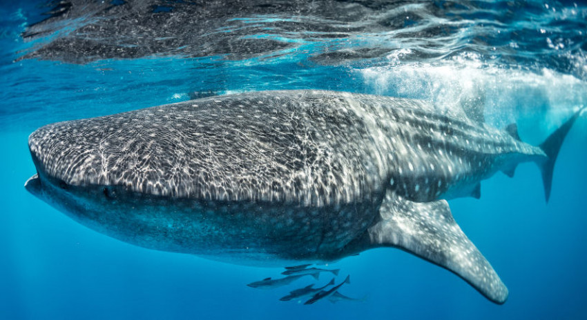 Nelayan dan KKP Selamatkan Hiu Paus di Perairan Cilacap