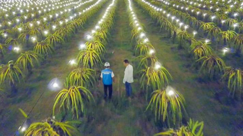 Berkat Electrifying Agriculture PLN, Omzet Petani Buah Naga Naik Hingga 3 Kali Lipat