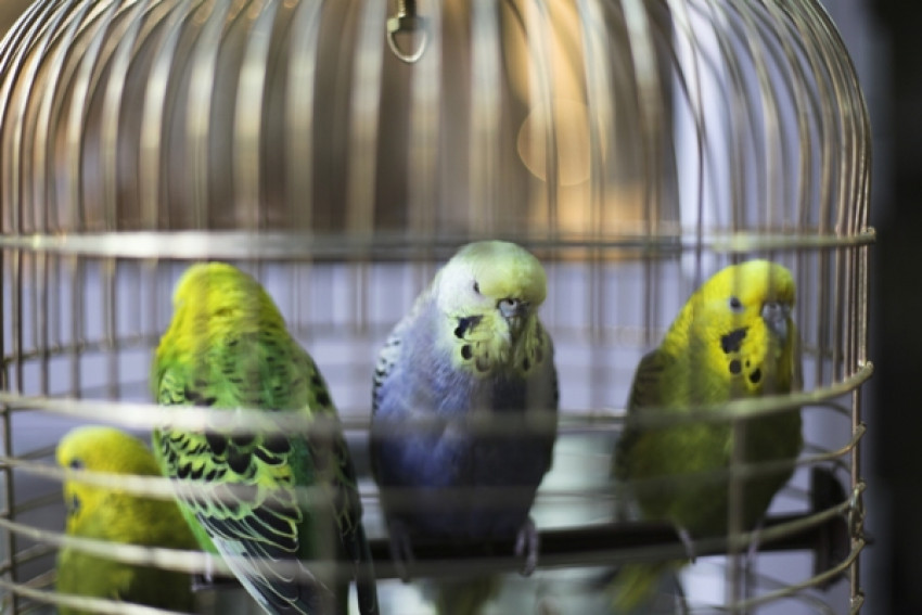 Muslim Ini Angkat Kesejahteraan Warga Desanya Lewat Sangkar Burung