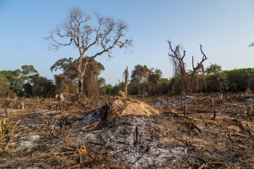 Green Waqf, Upaya Hijaukan Kembali 14 Juta Hektar Lahan Kritis Indonesia