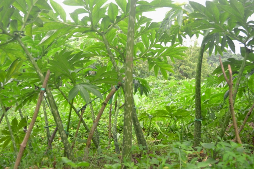 Pengolahan Porang, Kemenperin Beri Pendampingan Industri Kecil dan Menengah