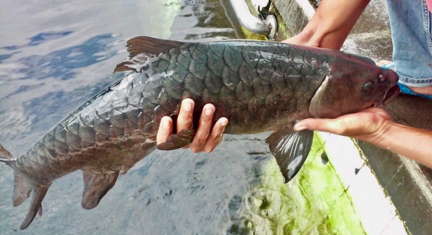 Potensi Besar, Kampung Ikan Dewa di Sumedang Jawa Barat Mulai Dirintis
