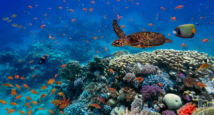 KKP Dukung Warga Selayar Kembangkan Wisata Harta Karun Bawah Laut