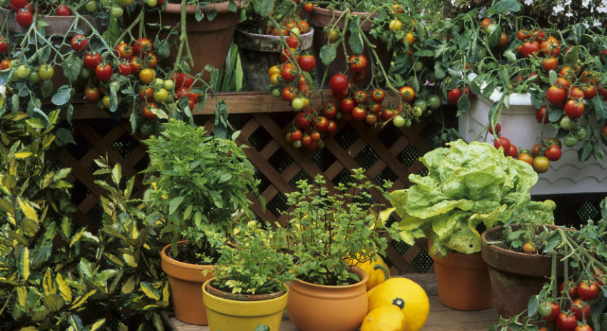 Cara Bertanam Sayur Organik dalam Pot untuk Pemula