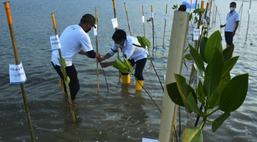 Bantu Pemulihan Ekonomi Nasional, KKP Luncurkan Program Padat Karya Tanam Mangrove