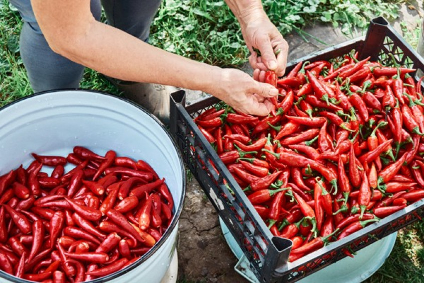 Pemda Jateng Beri Bantuan Petani Cabai dan Pelatihan UMKM Go Digital
