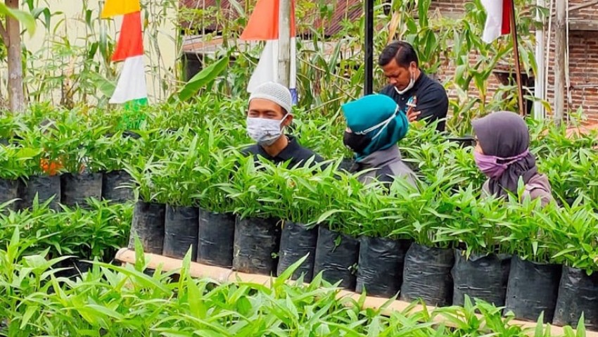 Muslimah Wonosobo Budidaya Sayuran Organik Topang Ekonomi Desa