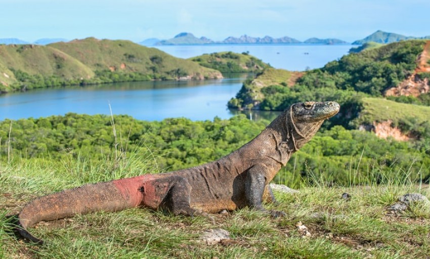 Gawat! Komodo Terancam Punah Akibat Perubahan Iklim dan Aktivitas Manusia