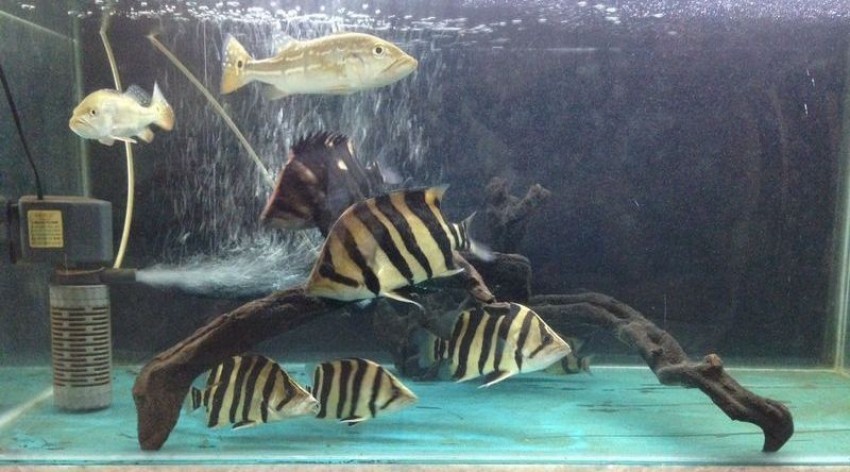 Ikan Hias Jadi Primadona Ekspor Pulau Bali