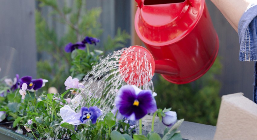 Hindari Siram Sembarangan, Bisa Bikin Mati Tanaman Hias