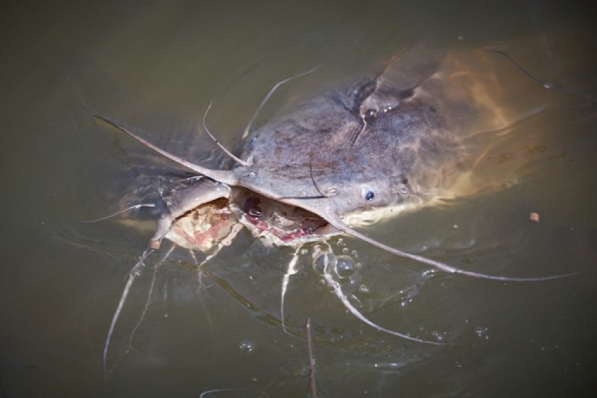 10 Kesalahan Pemula dalam Budi Daya Ikan Dalam Ember