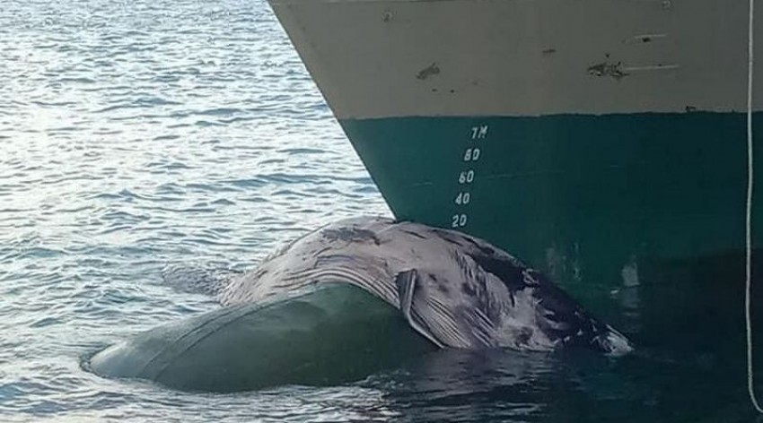 Paus Baleen Tertabrak Kapal Gunung Dempo,  KKP Beri Peringatan Soal Migrasi Biota Laut