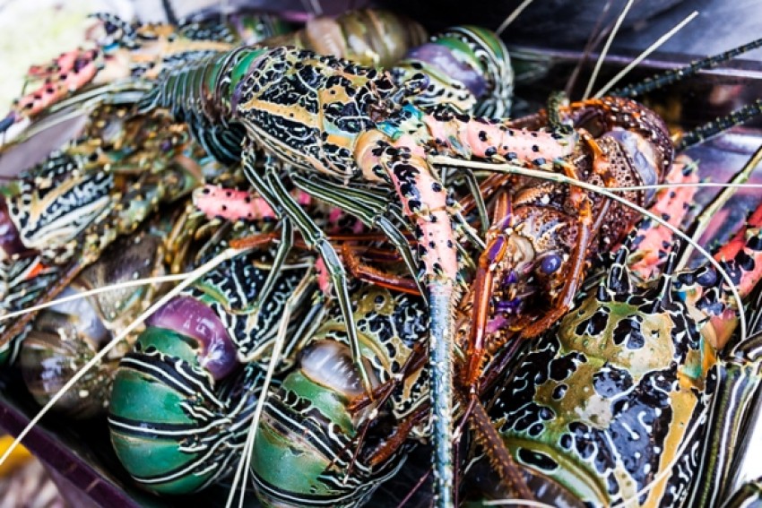 Berawal dari Lemari Plastik, Muslim Ini Punya 2200 Mitra Budi Daya Lobster Air Tawar