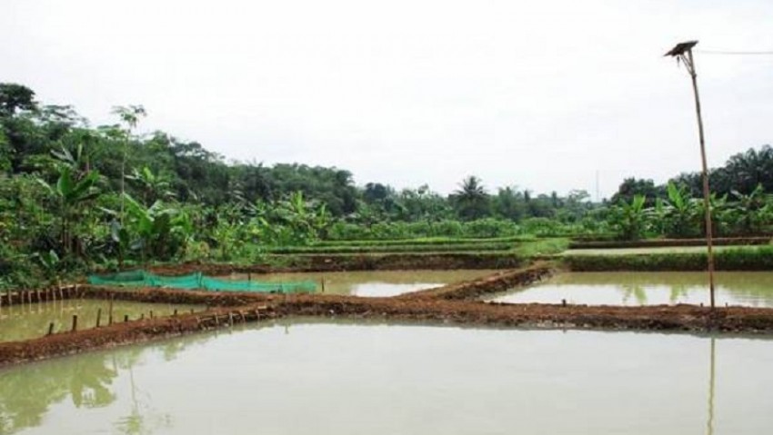 Kelompok Petani Banyumas Garap Lahan Jadi Kolam setelah Panen