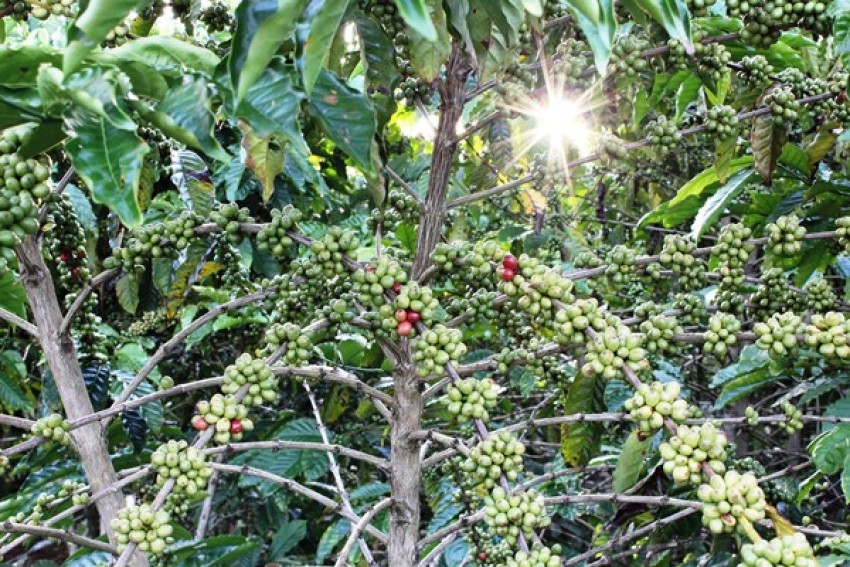 Tumbuh 8,22 Persen, Ini Peran Penting Kopi dalam Perekonomian Nasional