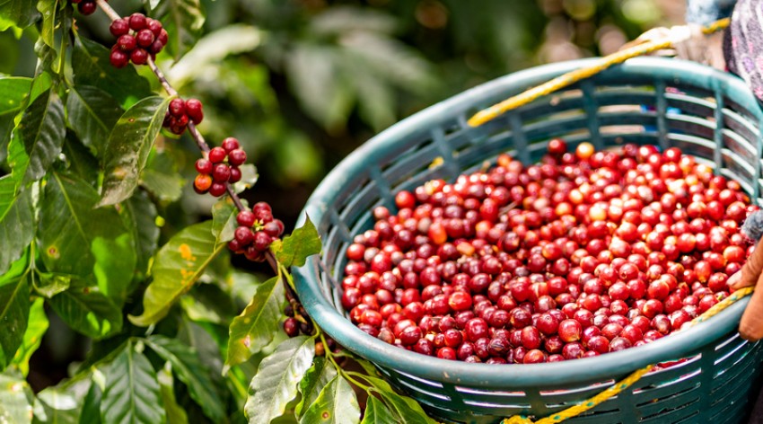 Kopi Dominasi Ekspor Komoditas Pertanian
