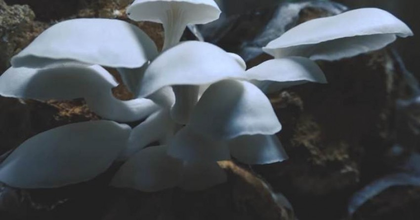 Berbagi Manfaat Budi Daya Jamur Tiram di Daarul Quran Agrotechno