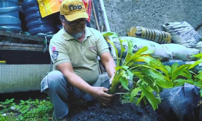 Prospek Bisnis Menjanjikan dari Khasiat Kunyit Hitam, Rp2 Juta per Kilogram