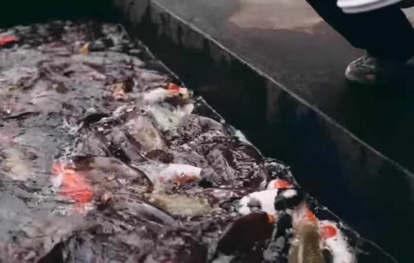 Jual Motor untuk Usaha, Muslim Ini Sukses Jadi Pebudi Daya Ikan Koi