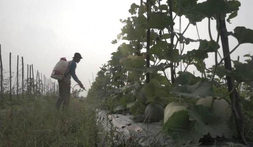 Rifan Nurdiansyah, Petani Milenial Sukses Ajak Anak Muda Garap Sektor Pertanian