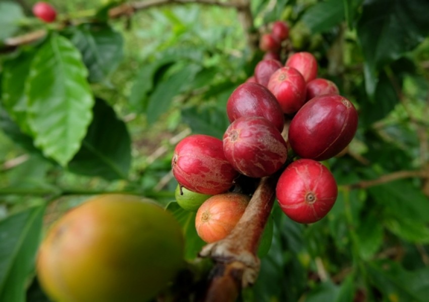 Pesantren Darul Mujahadah Ekspor Kopi Gayo Senilai Rp1,4 Miliar