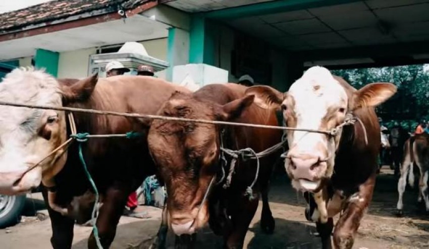 Berawal dari Ngarit, Kini Sukses Kembangkan Pakan Konsentrat Ternak