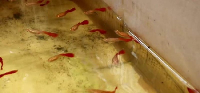 Iseng Turuti Kemauan Anak, Malah Sukses Kembangkan Budi Daya Ikan Guppy