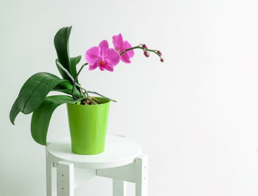 Nggak Ribet, Ini 5 Cara Mudah Anggrek Ngengat Kembali Berbunga