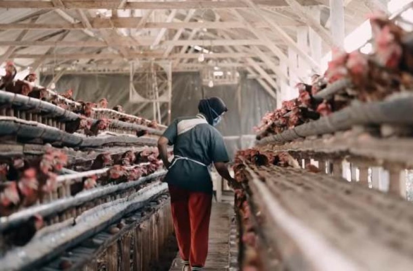 Modal Kepercayaan, Muslim Ini Sukses Ternak Ayam