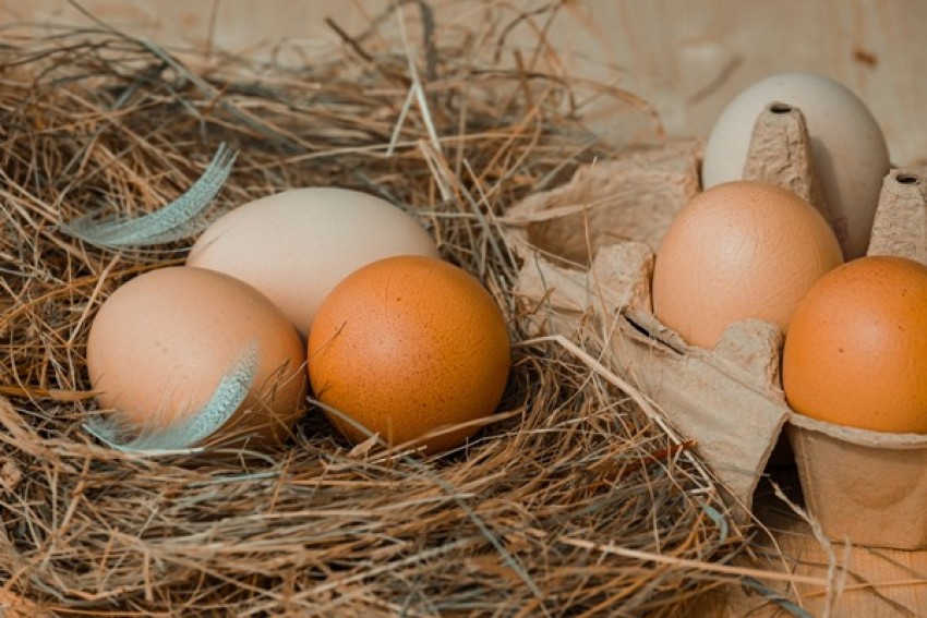 Harga Telur Ayam Jatuh, Kementan Fasilitasi Distribusi