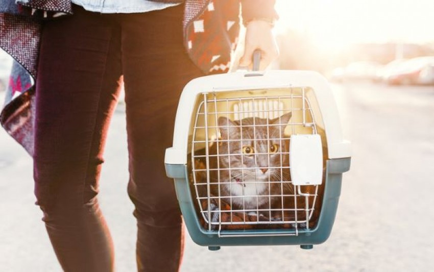 Etihad Airways Izinkan Kucing dan Anjing Duduk di Kabin Pesawat