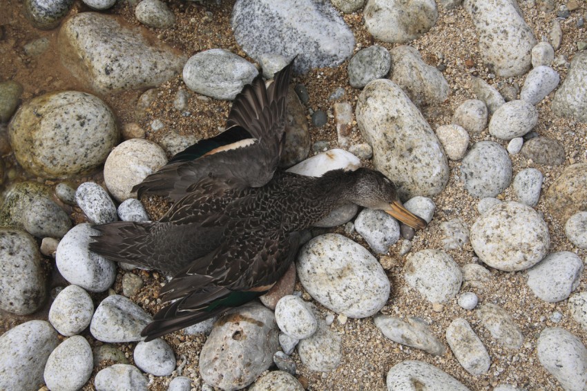 Wabah Flu Burung Ditemukan di Slovakia, Prancis, dan Jerman