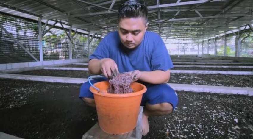Prospek Bisnis Menjanjikan Budi Daya Cacing Tanah