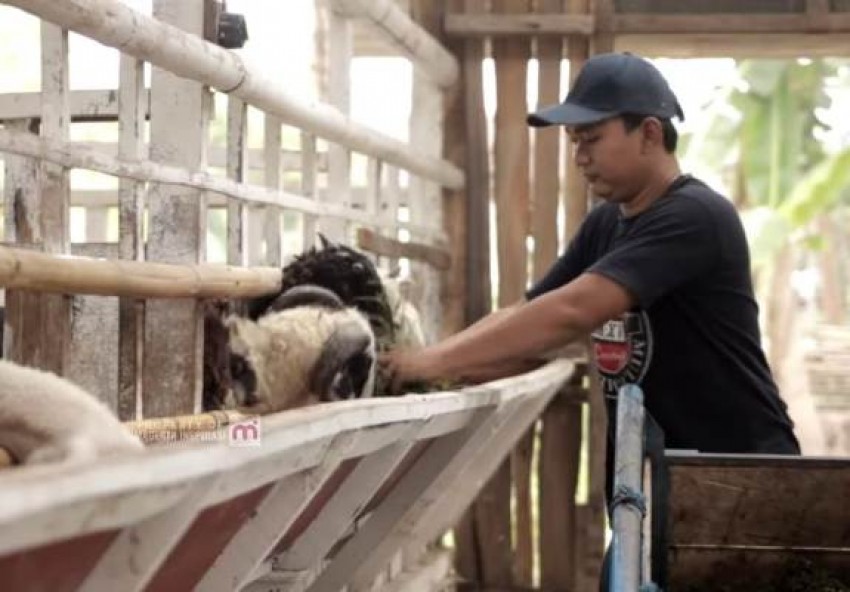 Hindari Ibukota, Justru Sukses Kembangkan Usaha Peternakan
