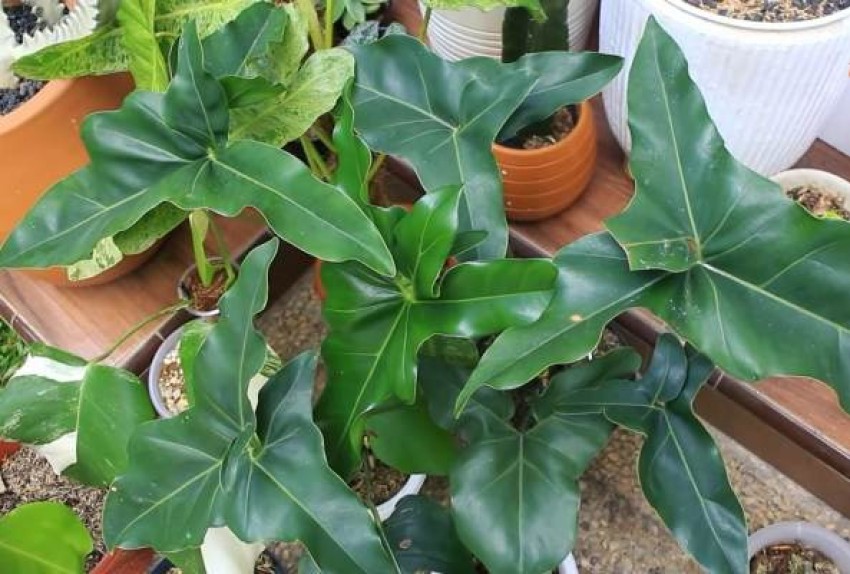 Nilai Ekspor Capai USD10,77 Juta, Pasutri Ini Berhasil Usaha Tanaman Hias