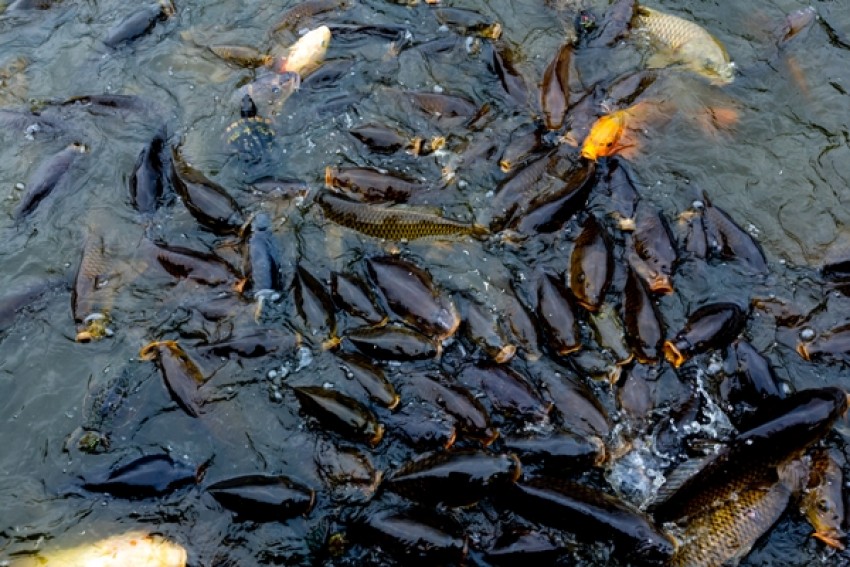 Petani Subang Ini Sukses Budi Daya Ikan Nila Sistem Air Deras