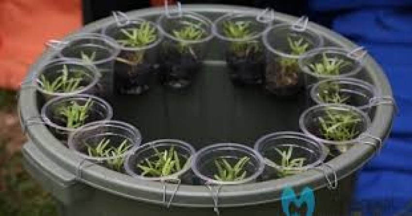 Tips Budi Daya Ikan Dalam Ember