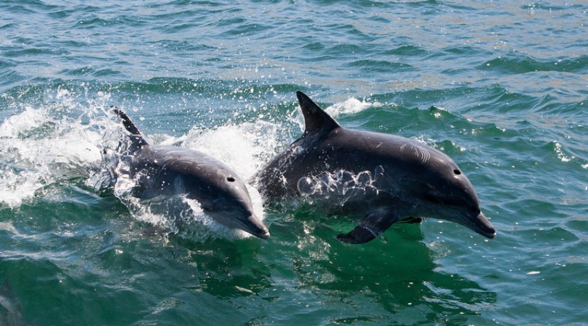 KKP Kubur Lumba-Lumba Terdampar di Kendari