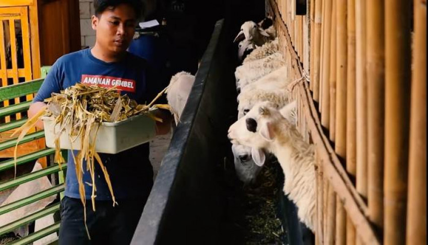 Cek Harga Kambing Terbaru 2022, Ini Biaya Akikah Anak
